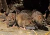 Propagation des rats: Un fléau à Douala et à Yaoundé