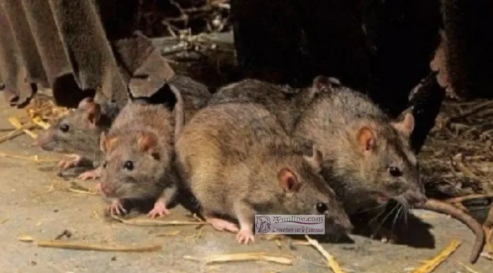 Propagation des rats: Un fléau à Douala et à Yaoundé