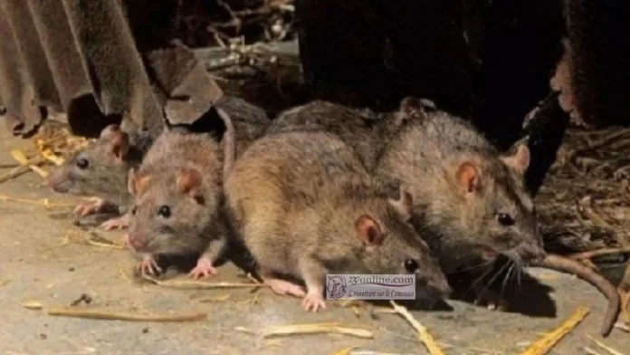 cropped-rats.jpg