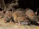 Propagation des rats: Un fléau à Douala et à Yaoundé