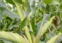 Guerre du maïs au Cameroun : Les dessous d’une cacophonie gouvernementale et commerciale