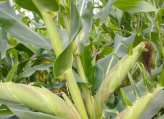Guerre du maïs au Cameroun : Les dessous d’une cacophonie gouvernementale et commerciale