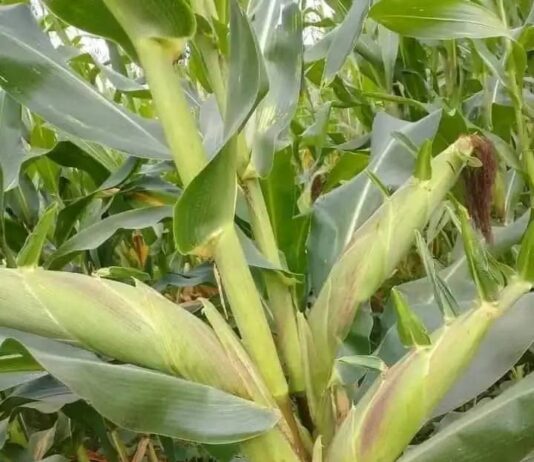 Guerre du maïs au Cameroun : Les dessous d’une cacophonie gouvernementale et commerciale