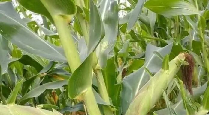 Guerre du maïs au Cameroun : Les dessous d’une cacophonie gouvernementale et commerciale