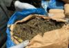 L’Opération « Tentacules » frappe fort à l’Ouest : 800 kg de cannabis saisis dans le Noun