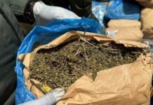 L’Opération « Tentacules » frappe fort à l’Ouest : 800 kg de cannabis saisis dans le Noun