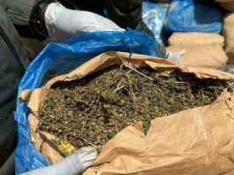 L’Opération « Tentacules » frappe fort à l’Ouest : 800 kg de cannabis saisis dans le Noun