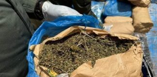 L’Opération « Tentacules » frappe fort à l’Ouest : 800 kg de cannabis saisis dans le Noun