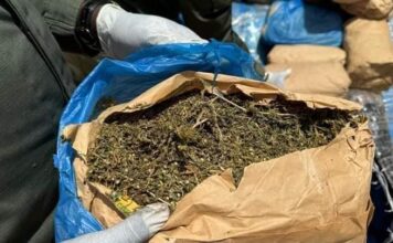 L’Opération « Tentacules » frappe fort à l’Ouest : 800 kg de cannabis saisis dans le Noun