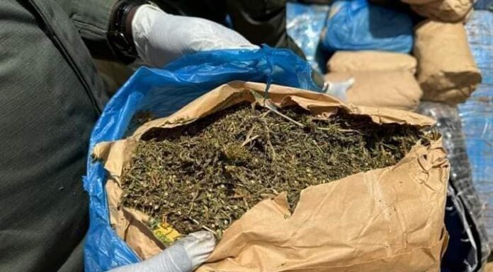 L’Opération « Tentacules » frappe fort à l’Ouest : 800 kg de cannabis saisis dans le Noun