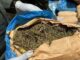 L’Opération « Tentacules » frappe fort à l’Ouest : 800 kg de cannabis saisis dans le Noun