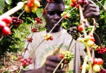 Filière café : Une bouffée d’oxygène pour les producteurs