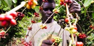 Filière café : Une bouffée d’oxygène pour les producteurs