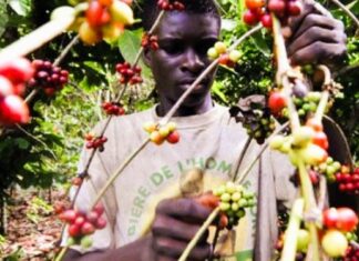 Filière café : Une bouffée d’oxygène pour les producteurs