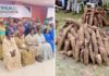 La filière manioc : De la marmite à l’industrie, le Cameroun tente le pari de la structuration