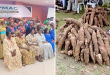 La filière manioc : De la marmite à l’industrie, le Cameroun tente le pari de la structuration