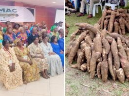 La filière manioc : De la marmite à l’industrie, le Cameroun tente le pari de la structuration