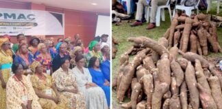 La filière manioc : De la marmite à l’industrie, le Cameroun tente le pari de la structuration