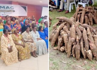 La filière manioc : De la marmite à l’industrie, le Cameroun tente le pari de la structuration