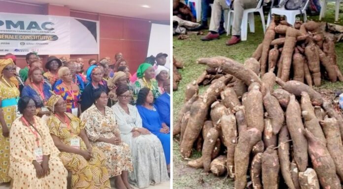 La filière manioc : De la marmite à l’industrie, le Cameroun tente le pari de la structuration