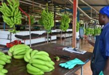 Exportations bananières : Le cameroun dépasse les 122 000 tonnes au premier semestre 2026 (+17,6%)