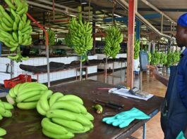 Exportations bananières : Le cameroun dépasse les 122 000 tonnes au premier semestre 2026 (+17,6%)