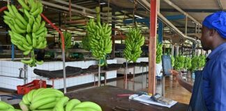 Exportations bananières : Le cameroun dépasse les 122 000 tonnes au premier semestre 2026 (+17,6%)