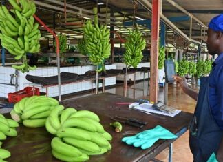 Exportations bananières : Le cameroun dépasse les 122 000 tonnes au premier semestre 2026 (+17,6%)