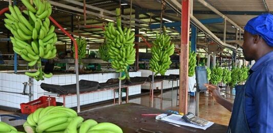 Exportations bananières : Le cameroun dépasse les 122 000 tonnes au premier semestre 2026 (+17,6%)