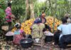 Transformation du cacao : Le Cameroun franchit le cap des 80 % et redistribue les cartes de la filière