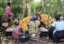 Transformation du cacao : Le Cameroun franchit le cap des 80 % et redistribue les cartes de la filière