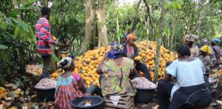 Transformation du cacao : Le Cameroun franchit le cap des 80 % et redistribue les cartes de la filière