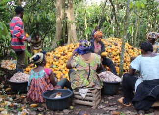 Transformation du cacao : Le Cameroun franchit le cap des 80 % et redistribue les cartes de la filière