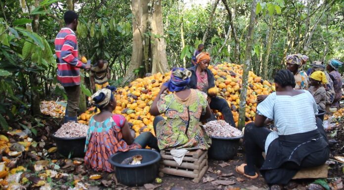 Transformation du cacao : Le Cameroun franchit le cap des 80 % et redistribue les cartes de la filière