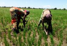 Riz : Comment la Tanzanie a coupé le cordon des importations en moins de 5 ans pendant que le Cameroun cherchait des excuses