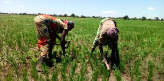 Riz : Comment la Tanzanie a coupé le cordon des importations en moins de 5 ans pendant que le Cameroun cherchait des excuses