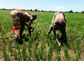 Riz : Comment la Tanzanie a coupé le cordon des importations en moins de 5 ans pendant que le Cameroun cherchait des excuses