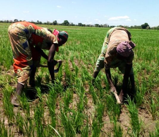 Riz : Comment la Tanzanie a coupé le cordon des importations en moins de 5 ans pendant que le Cameroun cherchait des excuses